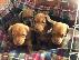PoulaTo: Μινιατούρα Dachshunds
